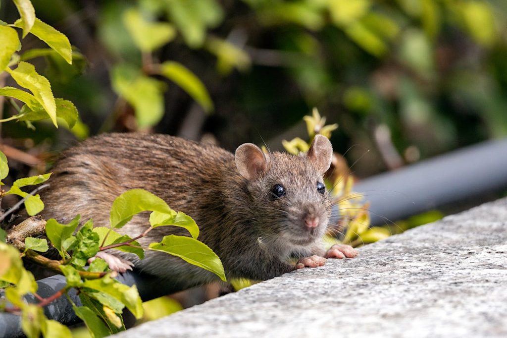 Rat Beside Green Leaves